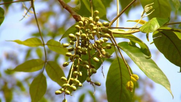 Cóc chuột - Chữa lở loét do bệnh phong