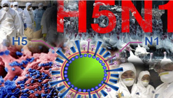 Bệnh cúm H5N1 - Triệu chứng, nguyên nhân và cách điều trị