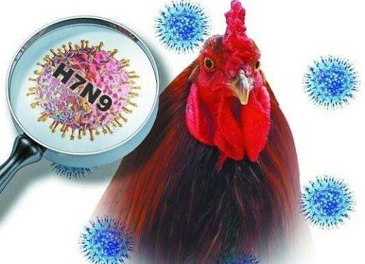 Bệnh cúm H7N9 - Triệu chứng, nguyên nhân và cách điều trị
