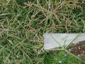 Cỏ gà - Trị các bệnh nhiễm trùng và sốt rét