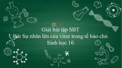 Giải bài tập SBT Sinh học 10 Bài 30: Sự nhân lên của virut trong tế bào chủ