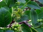 Hoàng bá - Chữa kiết lỵ, tiêu chảy