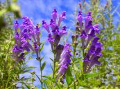 Hoàng cầm - Chữa sốt cao kéo dài