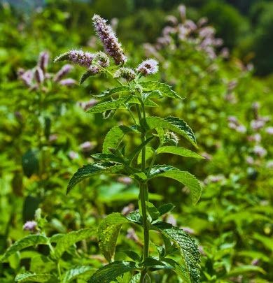 Bạc hà cay - Làm thuốc lợi tiêu hóa