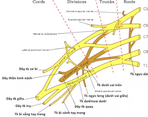 Bệnh chấn thương đám rối thần kinh cánh tay - Triệu chứng, nguyên nhân và cách điều trị