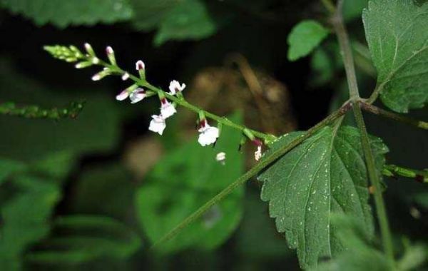 Cỏ diệt ruồi - Làm thuốc trợ sản