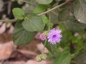 Bạch đầu nhỏ - Trị cảm mạo, nhức đầu