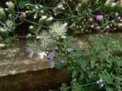 Bạch đầu ông - Trị sổ mũi, sốt, ho