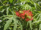 Bạch phụ tử - Chữa cảm gió lạnh mất tiếng