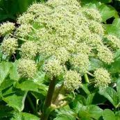 Bạch thược nam - Làm thuốc bổ cơ xương