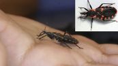 Bệnh Chagas - Triệu chứng, nguyên nhân và cách điều trị