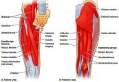 Bệnh chấn thương cơ gân kheo - Triệu chứng, nguyên nhân và cách điều trị