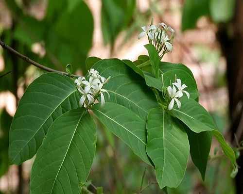 Ba chẽ - Chữa lỵ, tiêu chảy