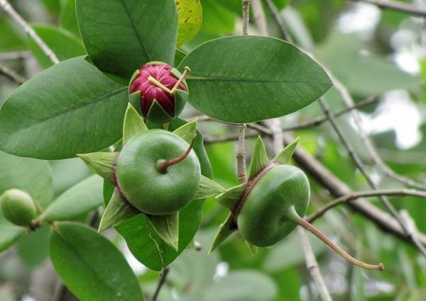 Bần - Làm thuốc đắp chỗ viêm tấy do bong gân