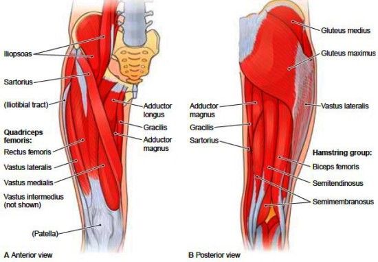 Bệnh chấn thương cơ gân kheo - Triệu chứng, nguyên nhân và cách điều trị