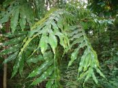 Bàn tay ma - Chữa thấp khớp