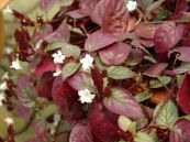 Bán tự cảnh - Trị bệnh cúm