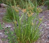 Cỏ gấu lông - Thức ăn gia súc