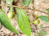 Cò ke lông - Trị tiêu chảy