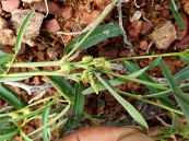 Cỏ kỳ nhông - Trị ban