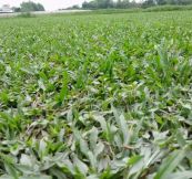 Cỏ lá tre - Thuốc thanh nhiệt, tiêu viêm