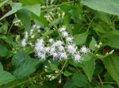 Cỏ lào - Cầm máu vết thương