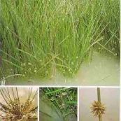 Cói dùi có đốt - Dùng làm thuốc xổ