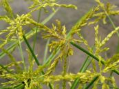 Cói gạo - Trị phong thấp gân cốt, tê đau