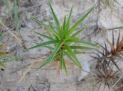 Cói sa biển - Giúp lợi tiểu