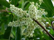 Côm lá thon - Chữa bệnh ngoài da