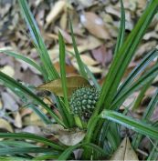 Dứa gỗ nhỏ - Trị bệnh hoa liễu