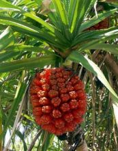 Dứa gỗ - Trị cảm mạo phát sốt