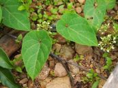 Dưa lông nhím - Chữa suy nhược thần kinh