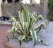 Dứa Mỹ - Làm thuốc trị ho, cầm máu