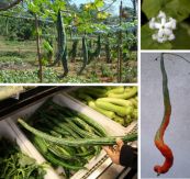 Dưa núi - Trị nhọt và giun