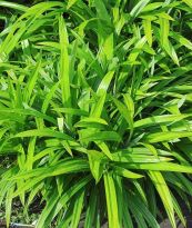 Dứa thơm - Nấu nước xông cho phụ nữ sau sinh