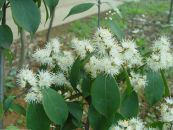 Dung lụa - Làm thuốc nhuộm