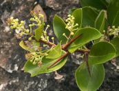 Duối Ô rô - Làm thuốc tiêu độc mụn nhọt