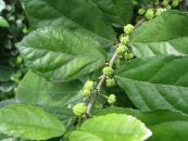 Duối rừng - Trị xuất huyết đường tiêu hóa