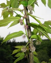 Dướng nhỏ - Trị đòn ngã tổn thương