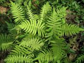 Dương xỉ thường - Tác dụng cầm máu vết thương