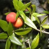 Giổi trái - Trị các nhọt