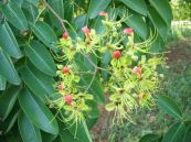 Gõ đỏ - Chữa đau răng