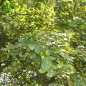 Gõ mật - Trị ỉa chảy và lỵ