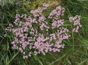 Hải anh - Chữa tử cung xuất huyết