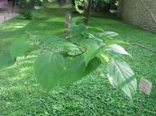 Hải thông - Trị đau nửa đầu