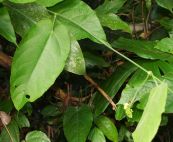 Han dây - Chữa ho, hen