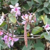 Quả nổ ống to - Thêm rượu hơ nóng đắp chữa trật gân