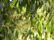 Quế hương - Trị trướng bụng và bệnh đau gan