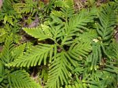 Quyển bá yếu - Giải độc, chống ung thư